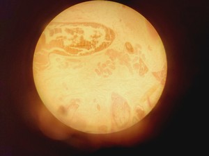 Thumbnail image of Leica Model ATC 2000 Microscope w/ 4 x Achromatic Objectives Lab