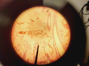 Thumbnail image of Leica Model ATC 2000 Microscope w/ 4 x Achromatic Objectives Lab