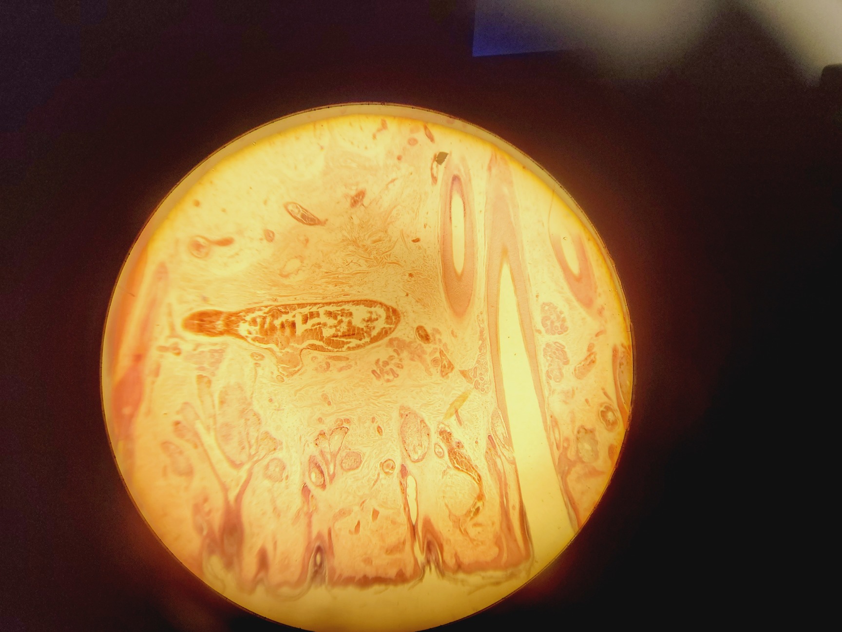 Image of Leica Model ATC 2000 Microscope w/ 4 x Achromatic Objectives Lab