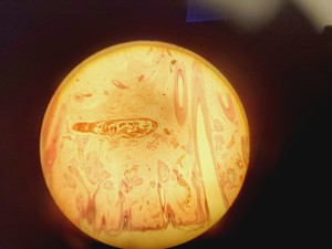 Thumbnail image of Leica Model ATC 2000 Microscope w/ 4 x Achromatic Objectives Lab