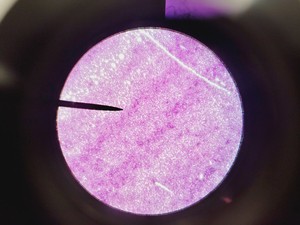 Thumbnail image of Leica ATC 2000 Compound Microscope with 4 x Objectives - Achro OIL Lab