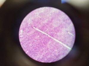 Thumbnail image of Leica ATC 2000 Compound Microscope with 4 x Objectives - Achro OIL Lab