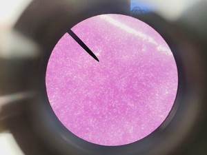 Thumbnail image of Leica ATC 2000 Compound Microscope with 4 x Objectives - Achro OIL Lab
