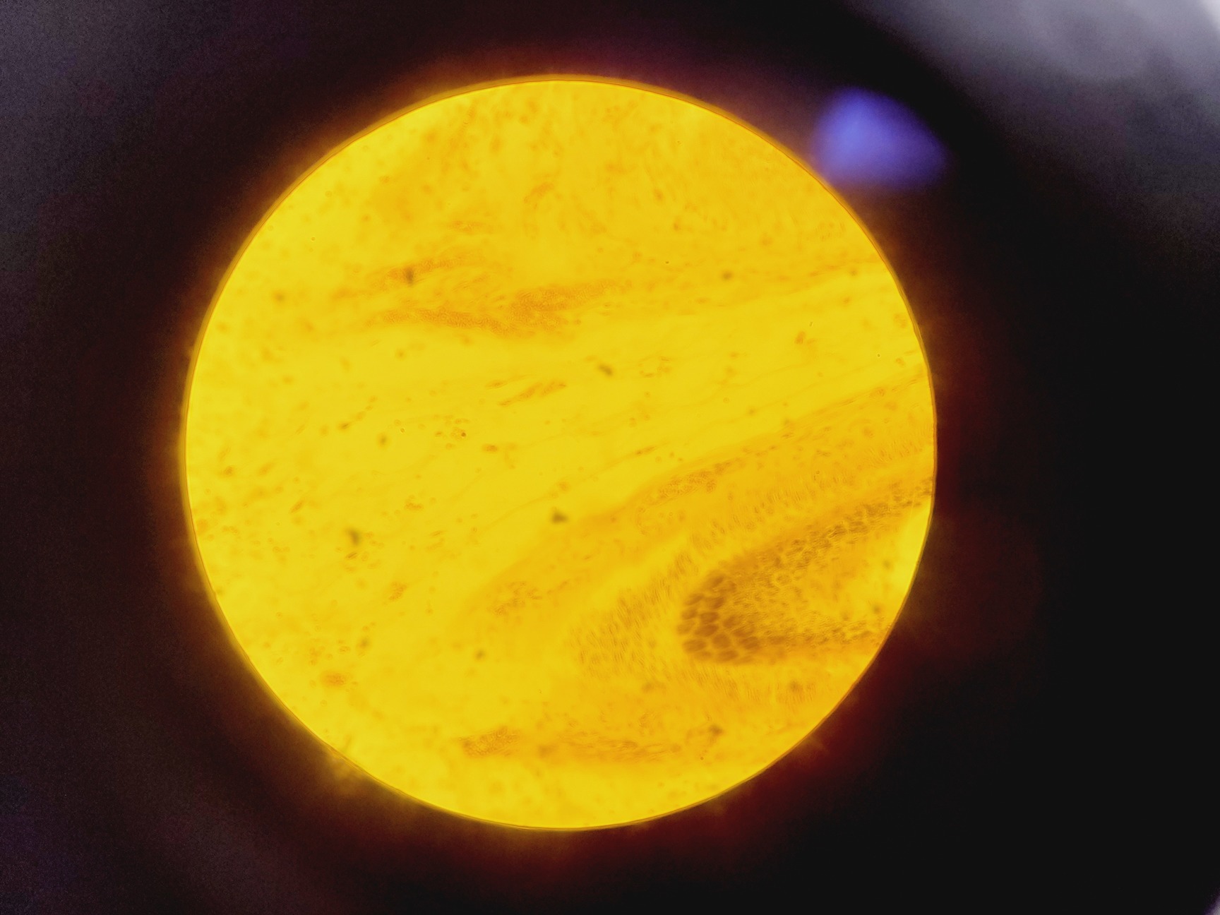 Image of Brunel Microscopes Phase Contrast Inverted Trinocular Microscope 