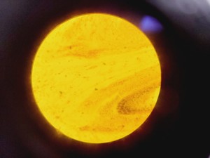 Thumbnail image of Brunel Microscopes Phase Contrast Inverted Trinocular Microscope 
