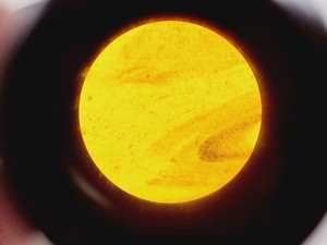 Thumbnail image of Brunel Microscopes Phase Contrast Inverted Trinocular Microscope 