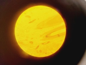 Thumbnail image of Brunel Microscopes Phase Contrast Inverted Trinocular Microscope 