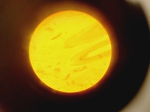 Thumbnail image of Brunel Microscopes Phase Contrast Inverted Trinocular Microscope 