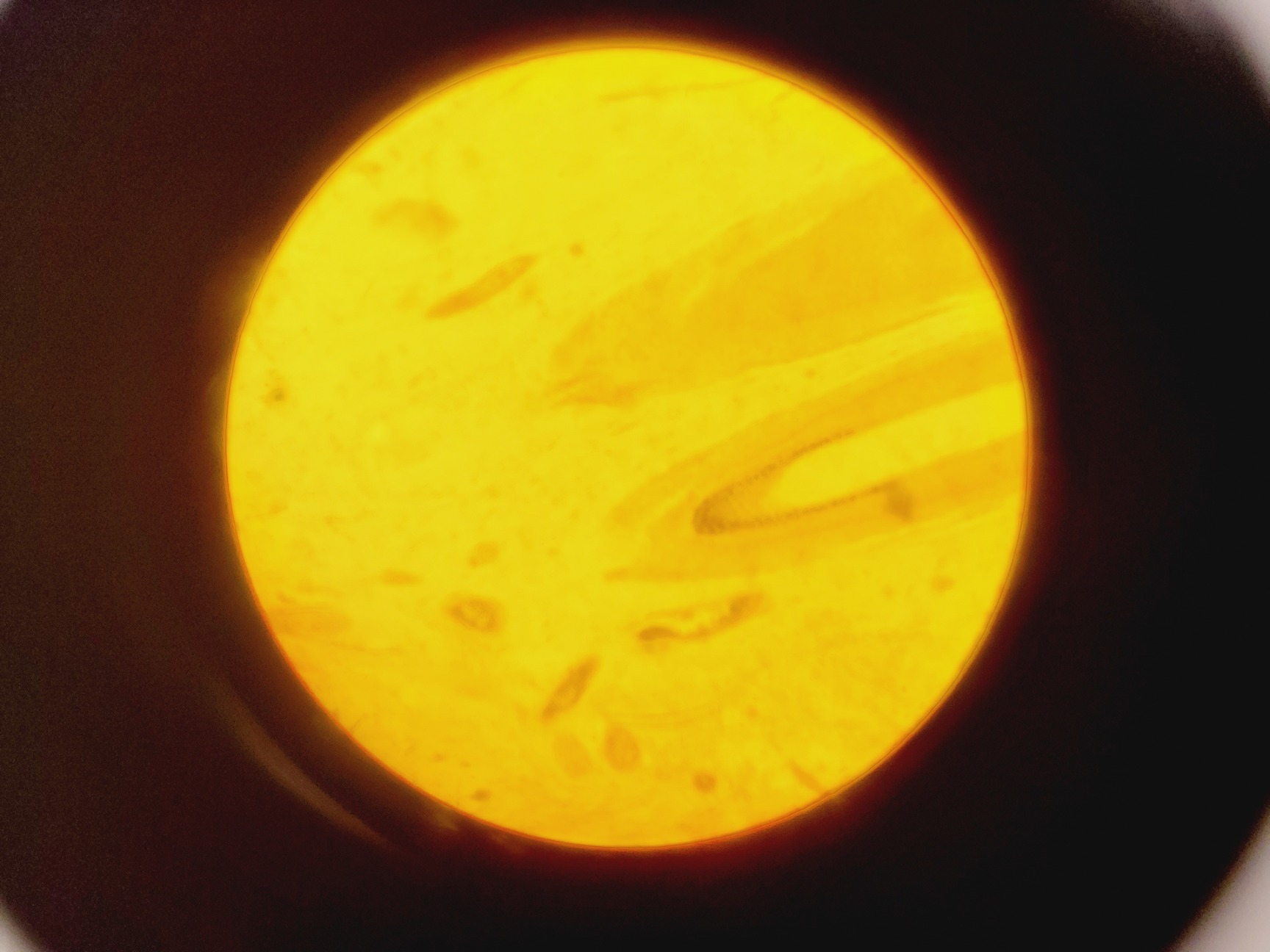 Image of Brunel Microscopes Phase Contrast Inverted Trinocular Microscope 