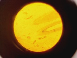 Thumbnail image of Brunel Microscopes Phase Contrast Inverted Trinocular Microscope 