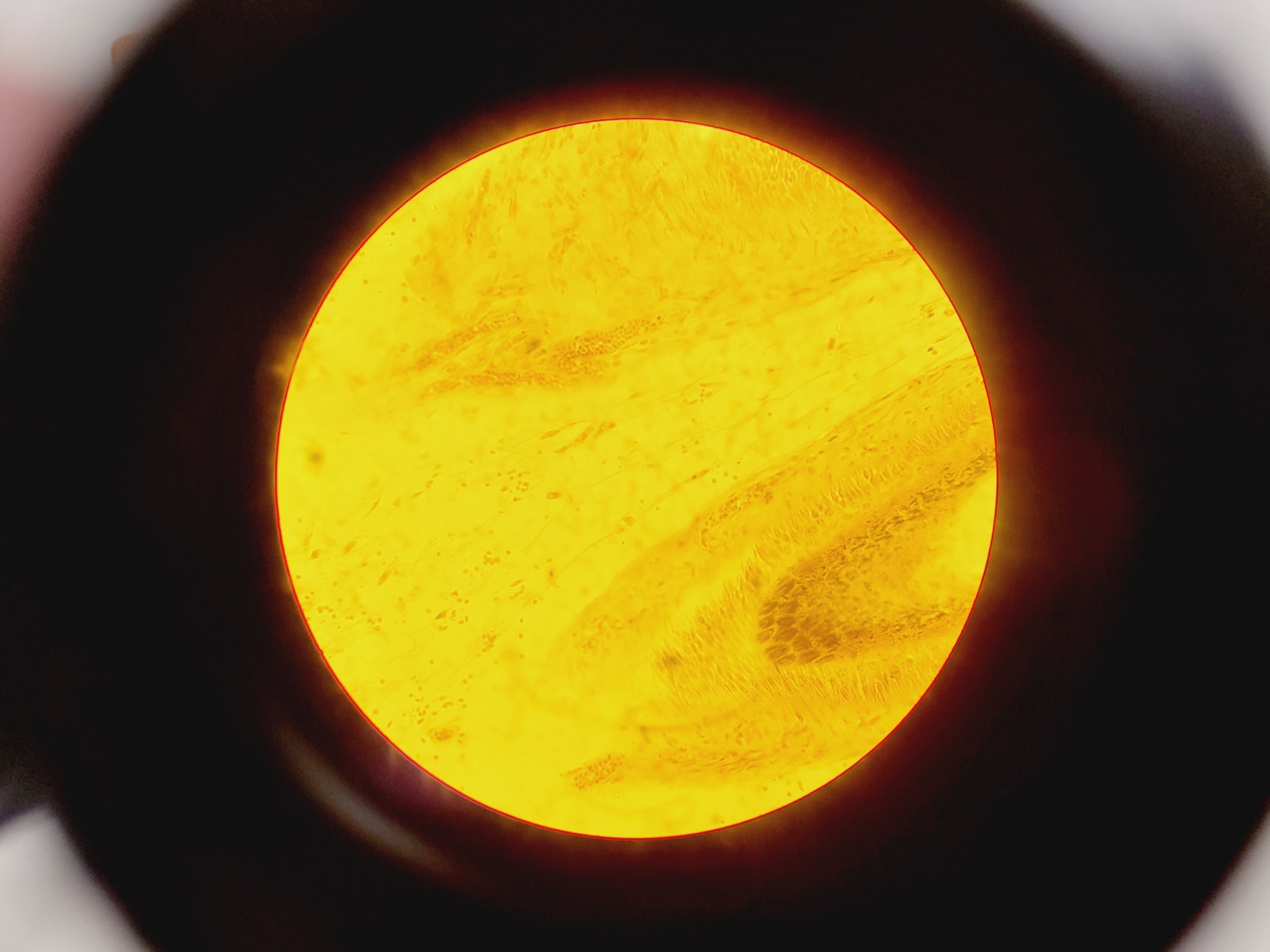 Image of Brunel Microscopes Phase Contrast Inverted Trinocular Microscope 