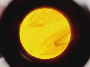 Thumbnail image of Brunel Microscopes Phase Contrast Inverted Trinocular Microscope 
