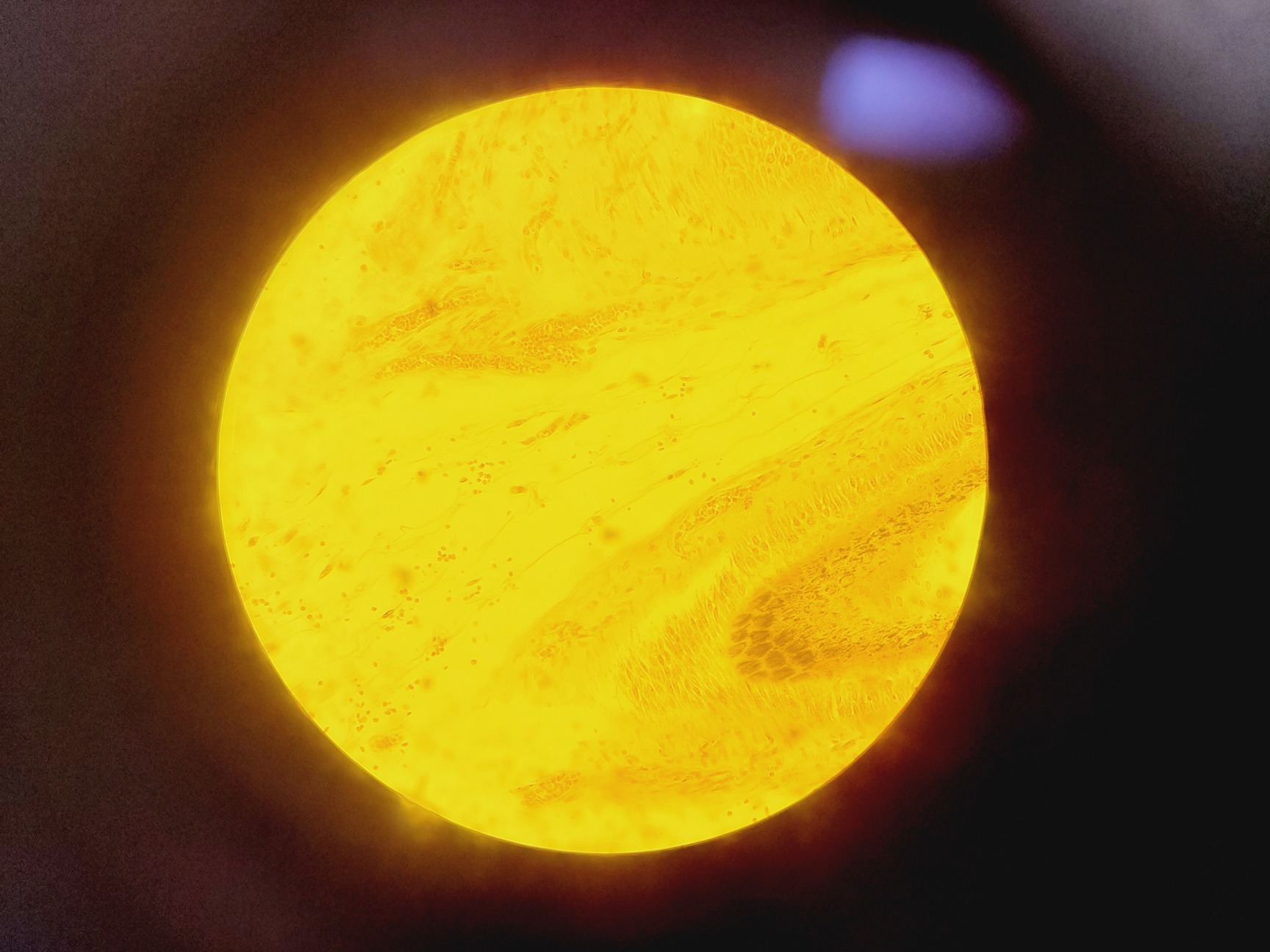 Image of Brunel Microscopes Phase Contrast Inverted Trinocular Microscope 