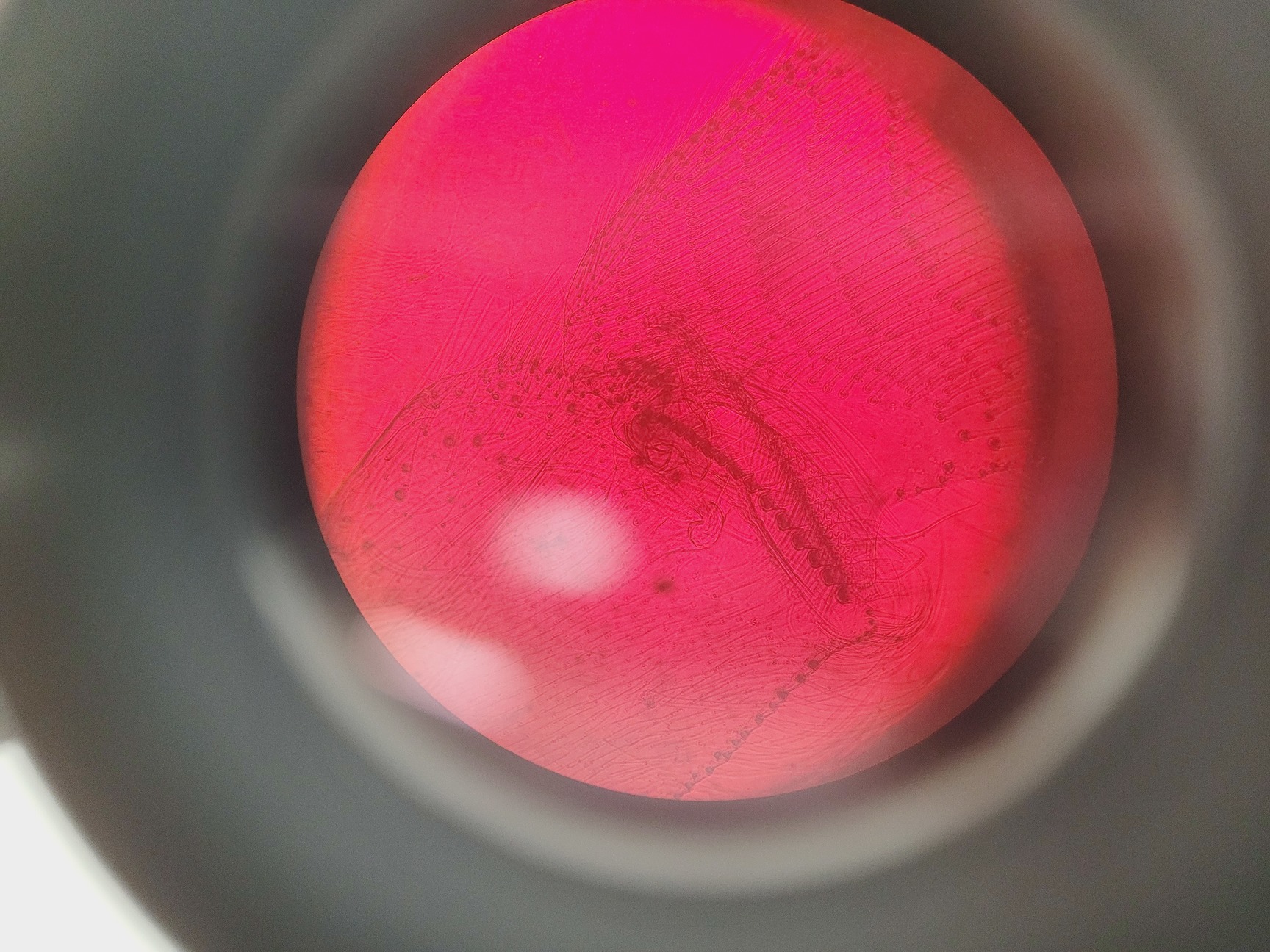 Image of Brunel Microscopes Phase Contrast Inverted Trinocular Microscope 