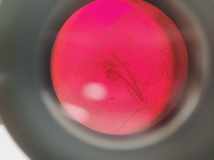 Thumbnail image of Brunel Microscopes Phase Contrast Inverted Trinocular Microscope 