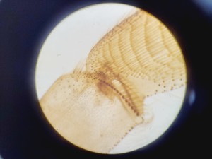 Thumbnail image of Brunel Microscopes Phase Contrast Inverted Trinocular Microscope 