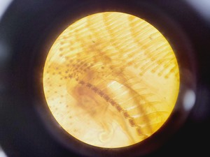 Thumbnail image of Brunel Microscopes Phase Contrast Inverted Trinocular Microscope 