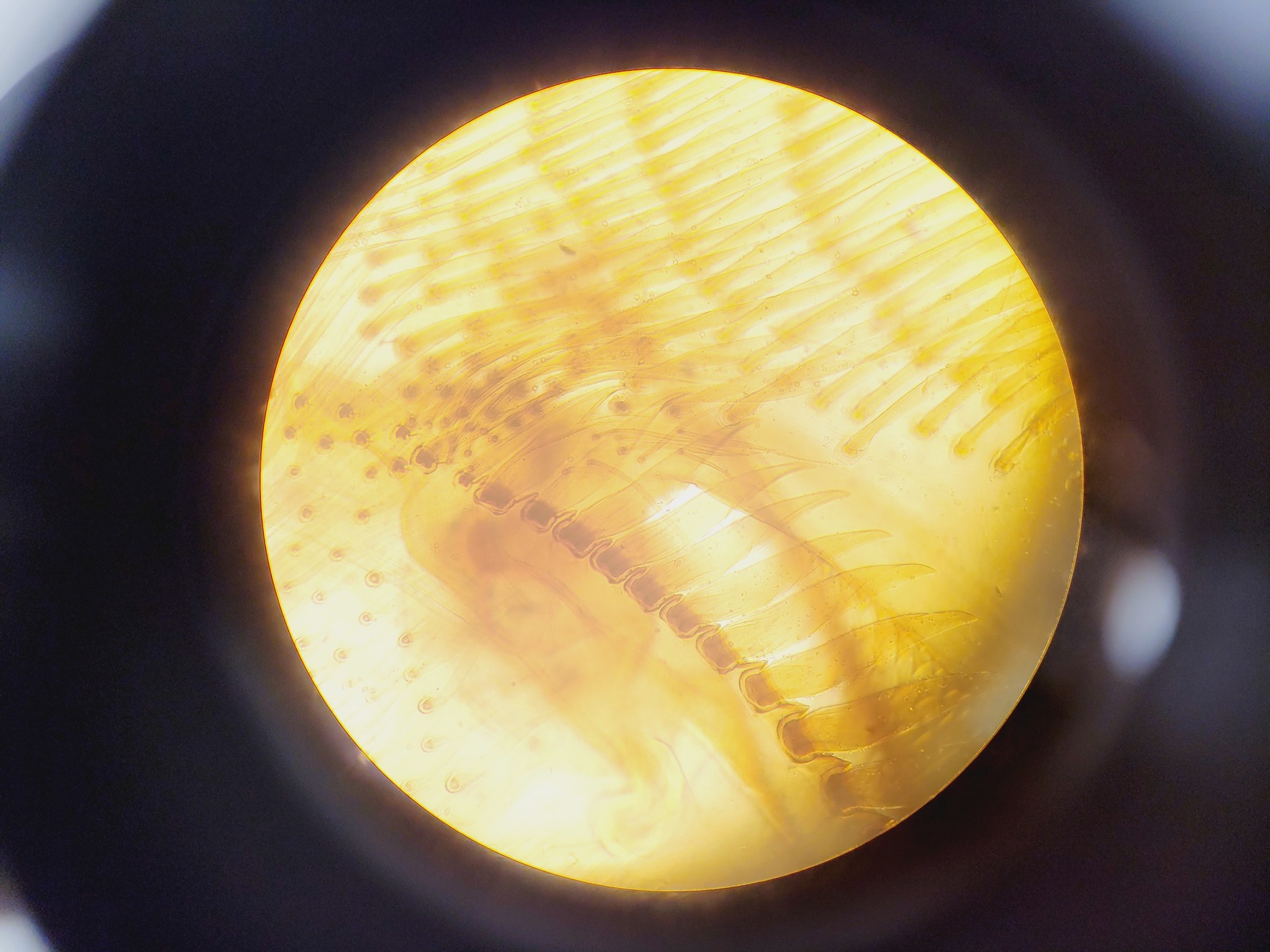 Image of Brunel Microscopes Phase Contrast Inverted Trinocular Microscope 