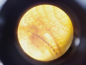 Thumbnail image of Brunel Microscopes Phase Contrast Inverted Trinocular Microscope 