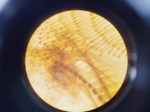 Thumbnail image of Brunel Microscopes Phase Contrast Inverted Trinocular Microscope 