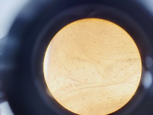 Thumbnail image of Brunel Microscopes Phase Contrast Inverted Trinocular Microscope 