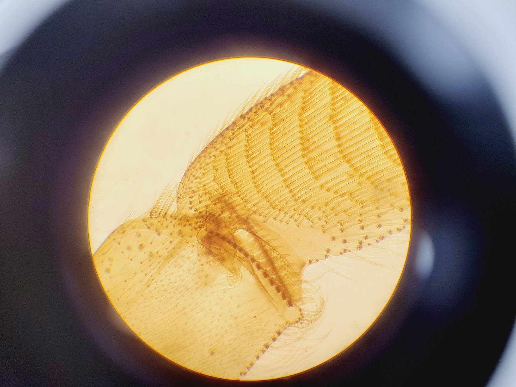 Image of Brunel Microscopes Phase Contrast Inverted Trinocular Microscope 
