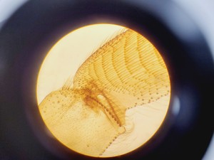 Thumbnail image of Brunel Microscopes Phase Contrast Inverted Trinocular Microscope 