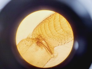 Thumbnail image of Brunel Microscopes Phase Contrast Inverted Trinocular Microscope 
