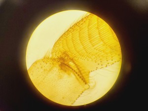 Thumbnail image of Brunel Microscopes Phase Contrast Inverted Trinocular Microscope 
