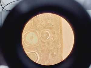 Thumbnail image of Nikon TMS Inverted Phase Contrast Microscope Lab