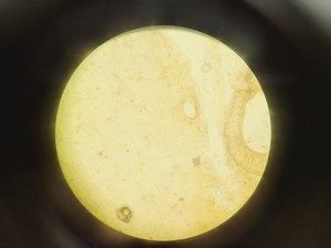 Thumbnail image of HIPROVE XD-202 Inverted Biological Microscope w/ 4 x Objectives Lab