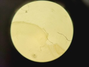 Thumbnail image of HIPROVE XD-202 Inverted Biological Microscope w/ 4 x Objectives Lab