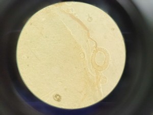 Thumbnail image of HIPROVE XD-202 Inverted Biological Microscope w/ 4 x Objectives Lab