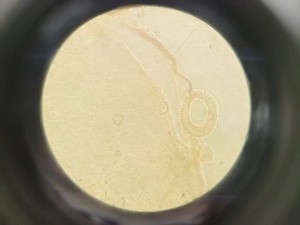 Thumbnail image of HIPROVE XD-202 Inverted Biological Microscope w/ 4 x Objectives Lab