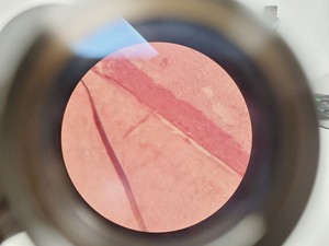 Thumbnail image of CETI TOPIC- B Laboratory Compound Binocular Microscope with 3 x Objective Lab