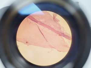 Thumbnail image of CETI TOPIC- B Laboratory Compound Binocular Microscope with 3 x Objective Lab