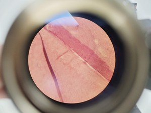 Thumbnail image of CETI TOPIC- B Laboratory Compound Binocular Microscope with 3 x Objective Lab
