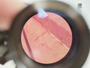 Thumbnail image of CETI TOPIC- B Laboratory Compound Binocular Microscope with 3 x Objective Lab