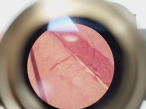 Thumbnail image of CETI TOPIC- B Laboratory Compound Binocular Microscope with 3 x Objective Lab