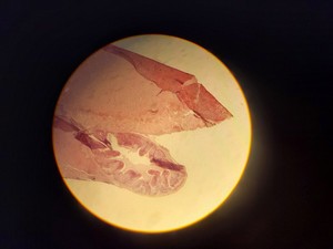 Thumbnail image of Leitz Laborlux S Microscope 020-505.030 with 3 x Objectives - PHACO EF PLAN Lab