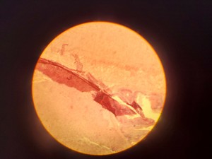 Thumbnail image of Leitz Laborlux S Microscope 020-505.030 with 3 x Objectives - PHACO EF PLAN Lab