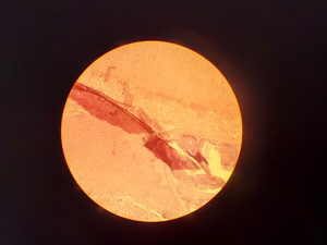 Thumbnail image of Leitz Laborlux S Microscope 020-505.030 with 3 x Objectives - PHACO EF PLAN Lab