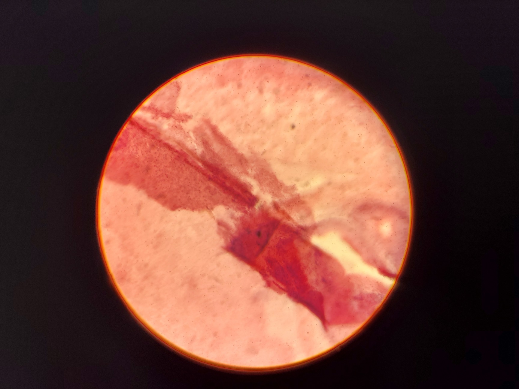 Image of Leitz Laborlux S Microscope 020-505.030 with 3 x Objectives - PHACO EF PLAN Lab