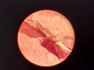 Thumbnail image of Leitz Laborlux S Microscope 020-505.030 with 3 x Objectives - PHACO EF PLAN Lab