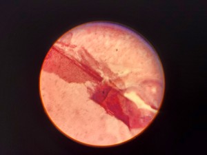 Thumbnail image of Leitz Laborlux S Microscope 020-505.030 with 3 x Objectives - PHACO EF PLAN Lab