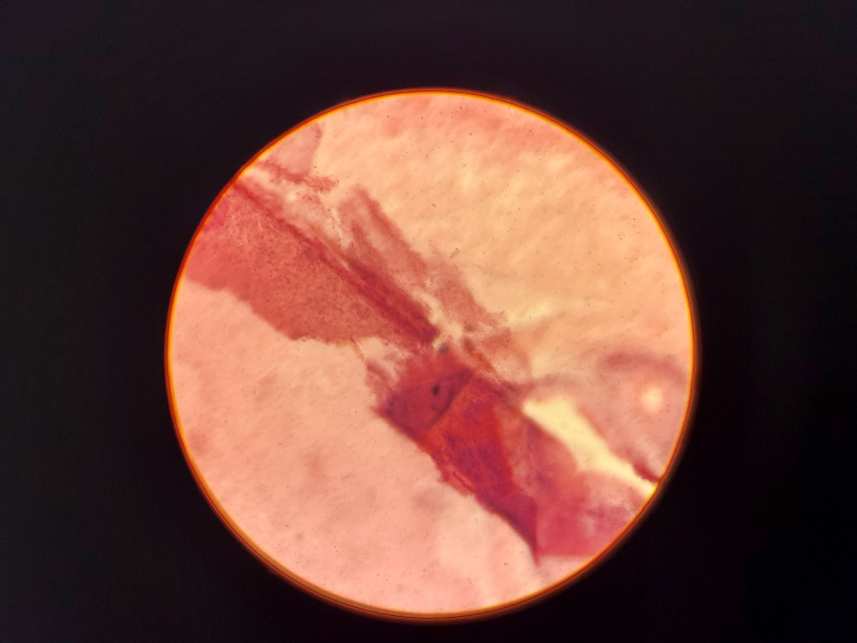 Image of Leitz Laborlux S Microscope 020-505.030 with 3 x Objectives - PHACO EF PLAN Lab