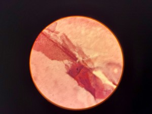 Thumbnail image of Leitz Laborlux S Microscope 020-505.030 with 3 x Objectives - PHACO EF PLAN Lab
