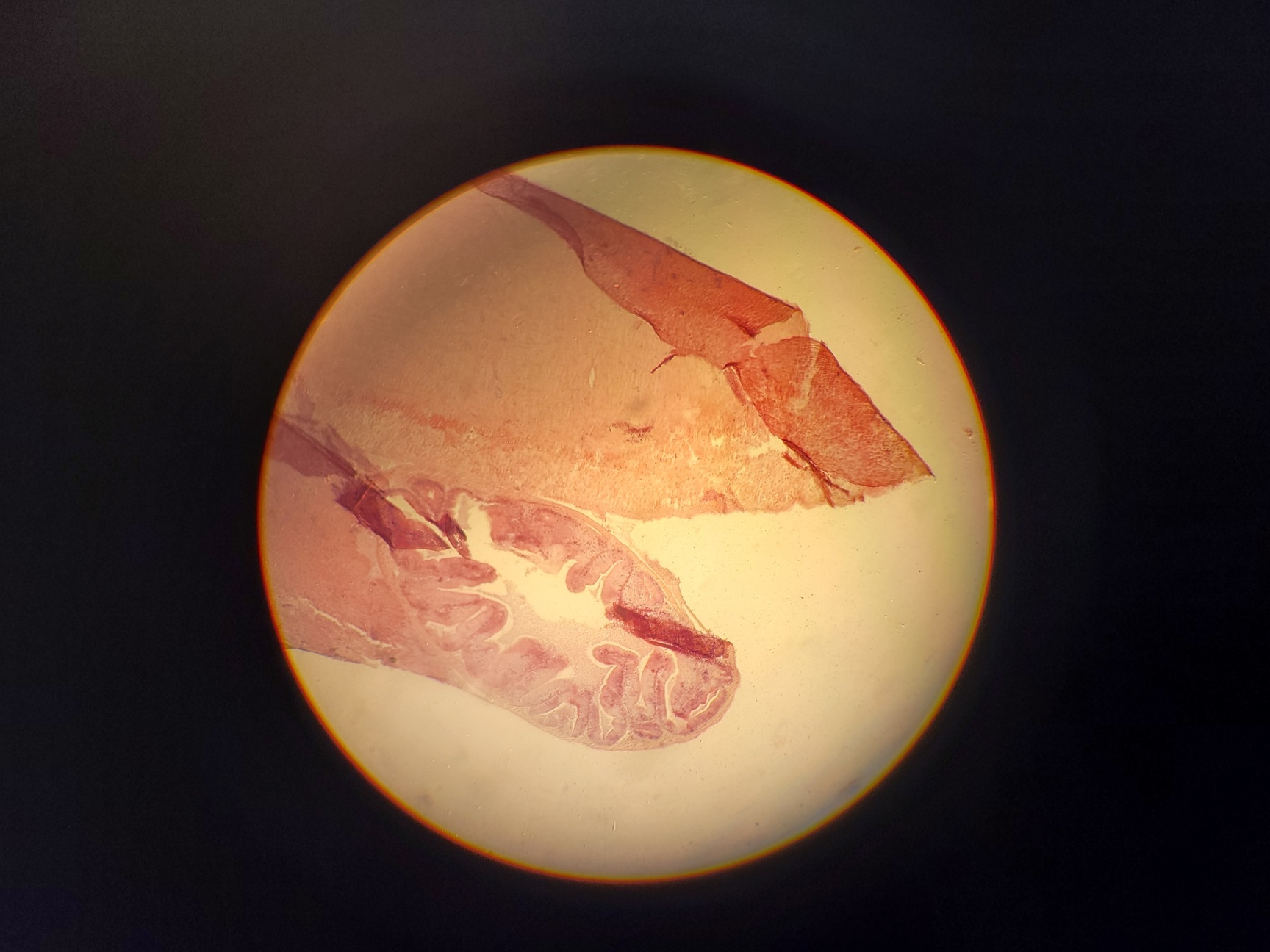 Image of Leitz Laborlux S Microscope 020-505.030 with 3 x Objectives - PHACO EF PLAN Lab