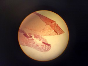Thumbnail image of Leitz Laborlux S Microscope 020-505.030 with 3 x Objectives - PHACO EF PLAN Lab