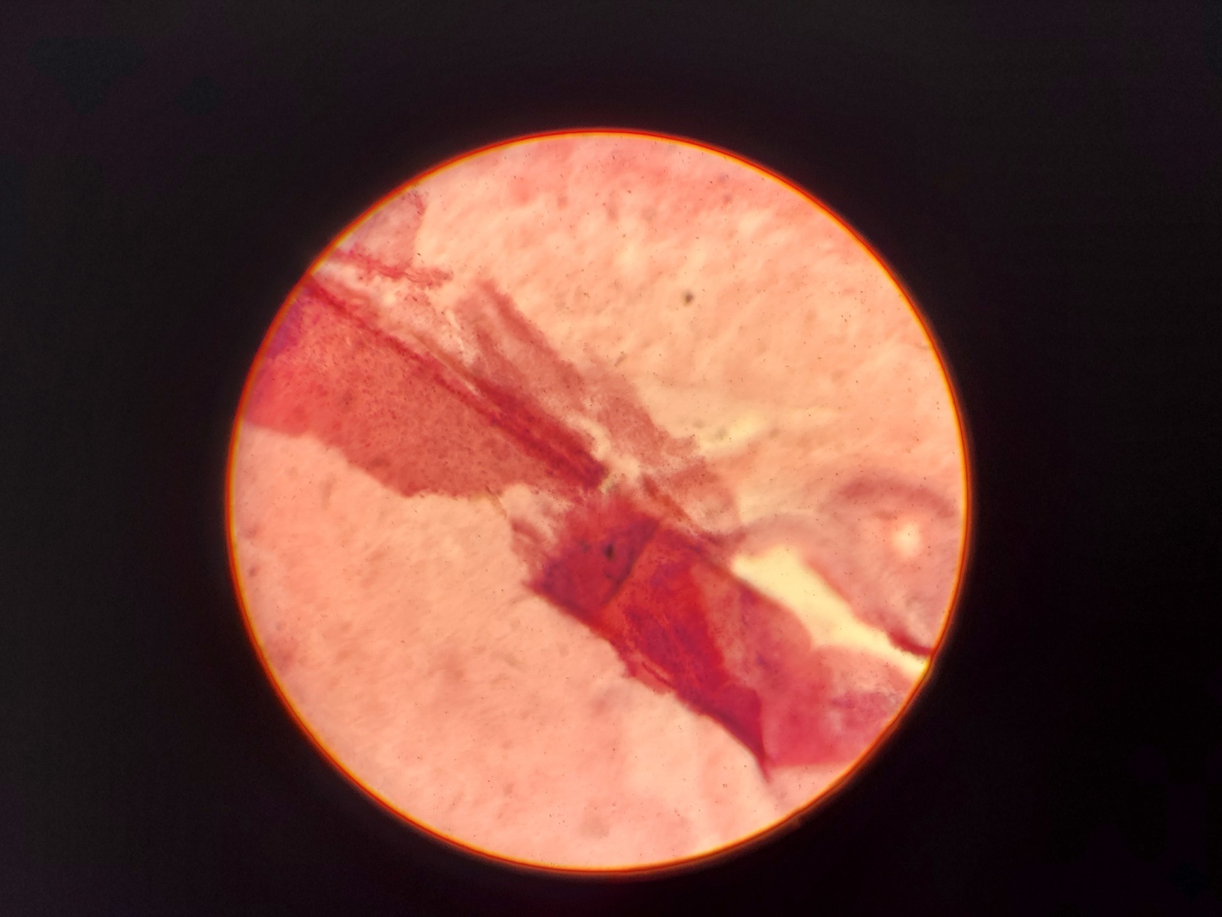 Image of Leitz Laborlux S Microscope 020-505.030 with 3 x Objectives - PHACO EF PLAN Lab
